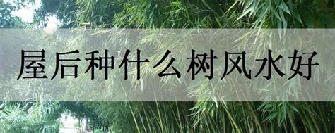 屋前种什么树好|庭院风水：门前屋后种树有讲究